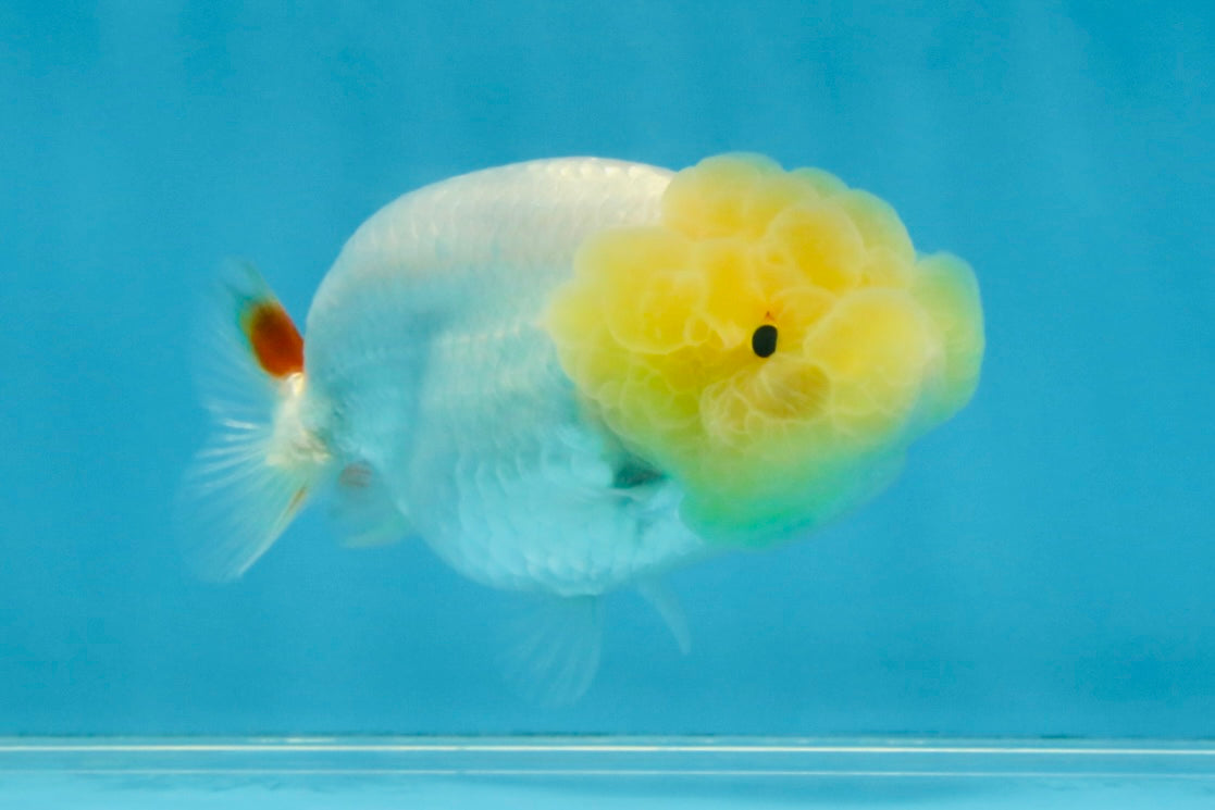 Snow White Lionchu Female 3.5 inches #121925LC_03