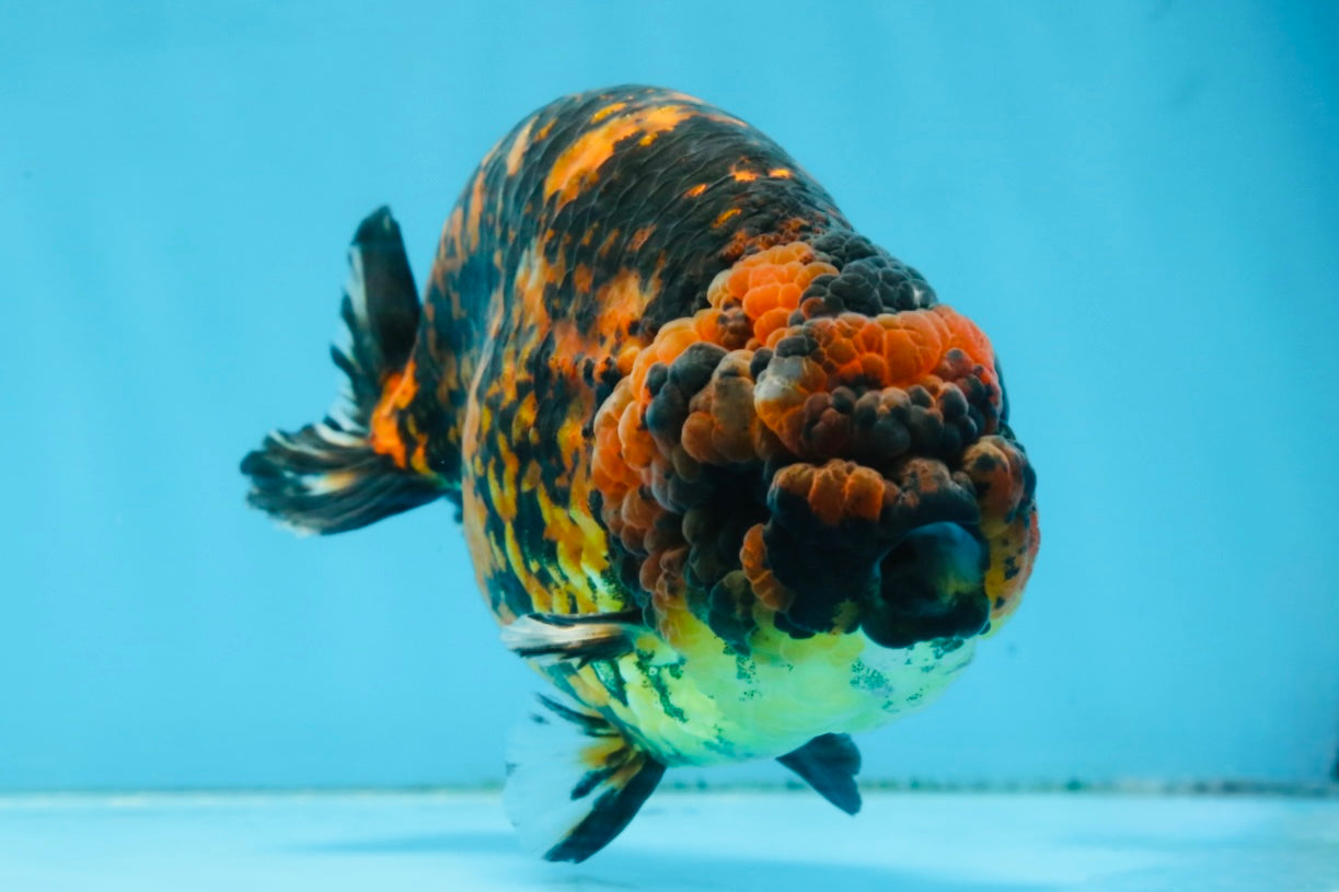 A Grade Tiger Strong Body Structure LionKing 5.5 inches #101725LC_22