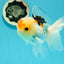 AAA Grade Lemonhead Tricolor Button Eyes Oranda Male 5 inches #111524OR_23