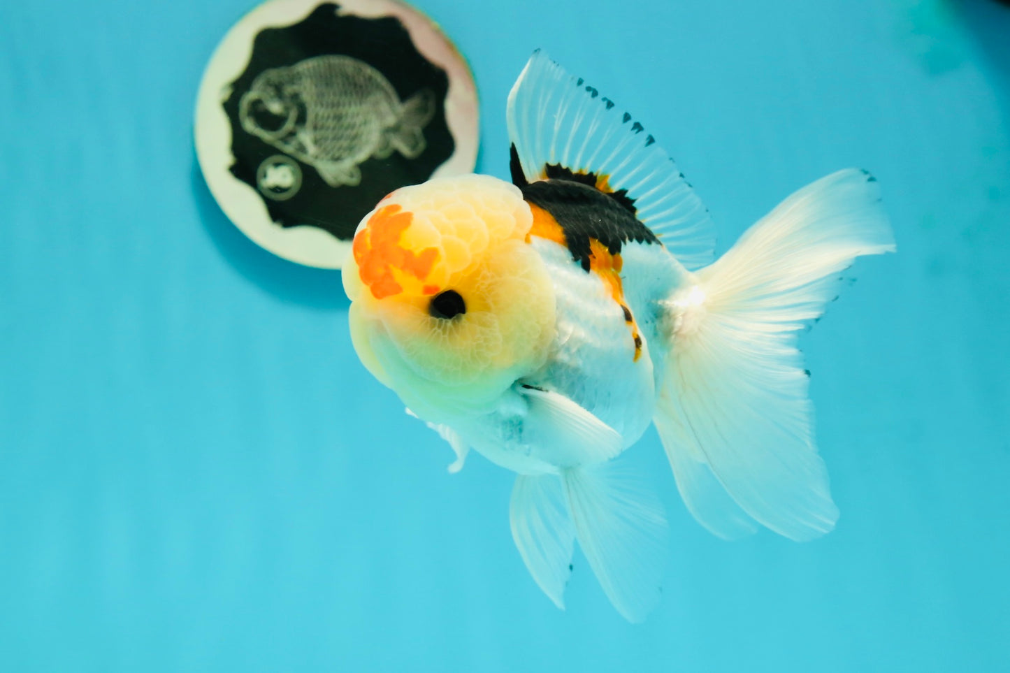 AAA Grade Lemonhead Tricolor Button Eyes Oranda Male 5 inches #111524OR_23