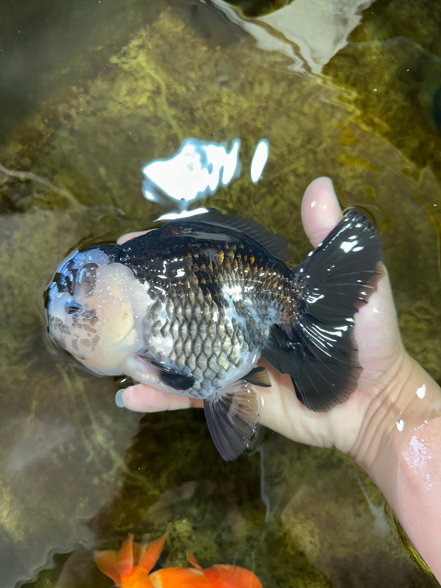 AAA Grade FLUFFY Panda Yuanbao Female 6-6.5 inches #100325YB_05