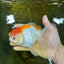 A Grade ADORABLE Red White Oranda Female 5.5 inches #072525OR_18