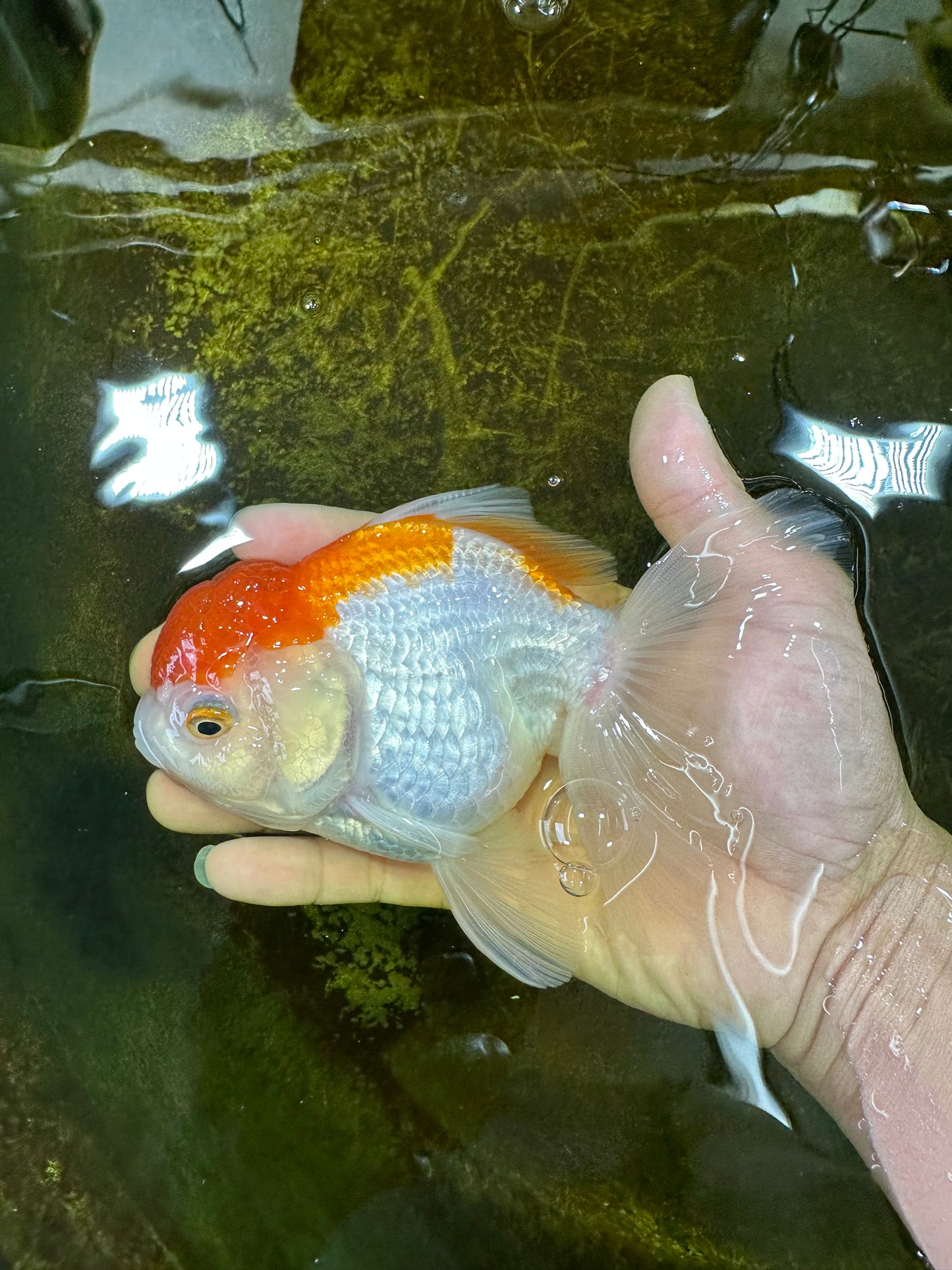 A Grade ADORABLE Red White Oranda Female 5.5 inches #072525OR_18