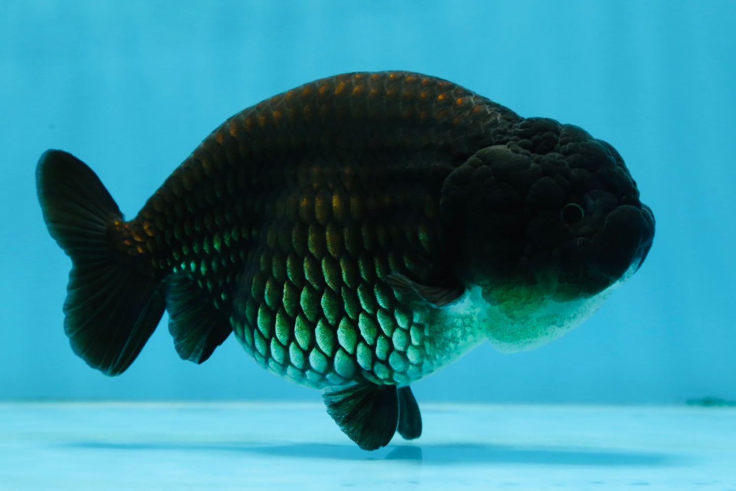 A Grade Black LionQueen 5-5.5 inches #071125LC_01