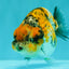 CHUBBY AAA Grade Chonky Special Tricolor Tiger LionQueen Female 4-4.5 inches #061926LC_12