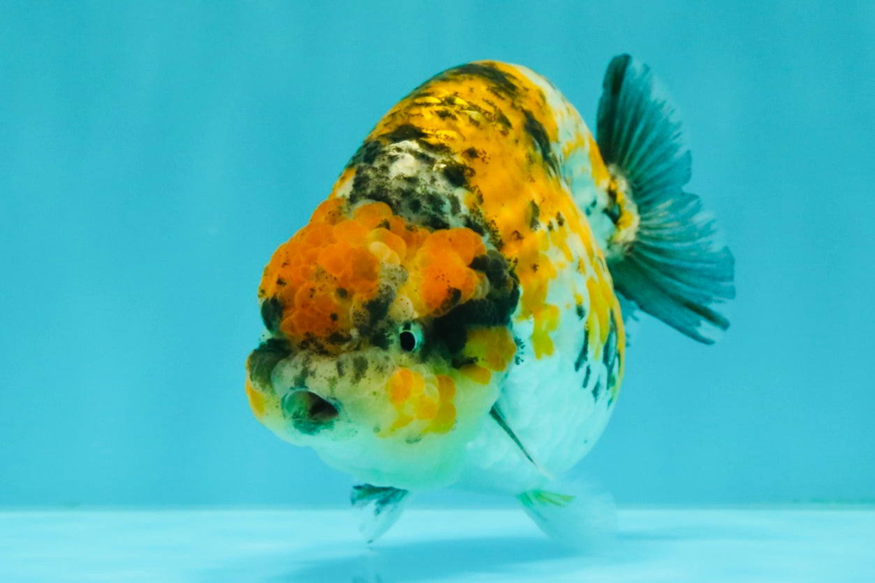 CHUBBY AAA Grade Chonky Special Tricolor Tiger LionQueen Female 4-4.5 inches #061926LC_12