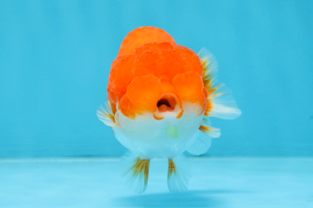 AAA Grade Red White LionQueen 4 inches #103125LC_27