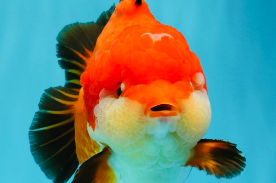 TOMATO AAA Grade Apache Yuanbao Male 5  inches #022726YB_05