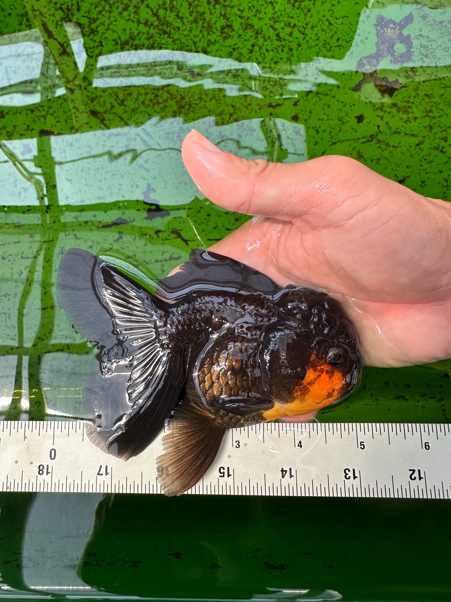 Femelle Apache Oranda de qualité AAA 5 pouces #0913OR_18