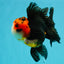 Tricolor Button Eyes Oranda Male 5.5 inches #032026OR_15