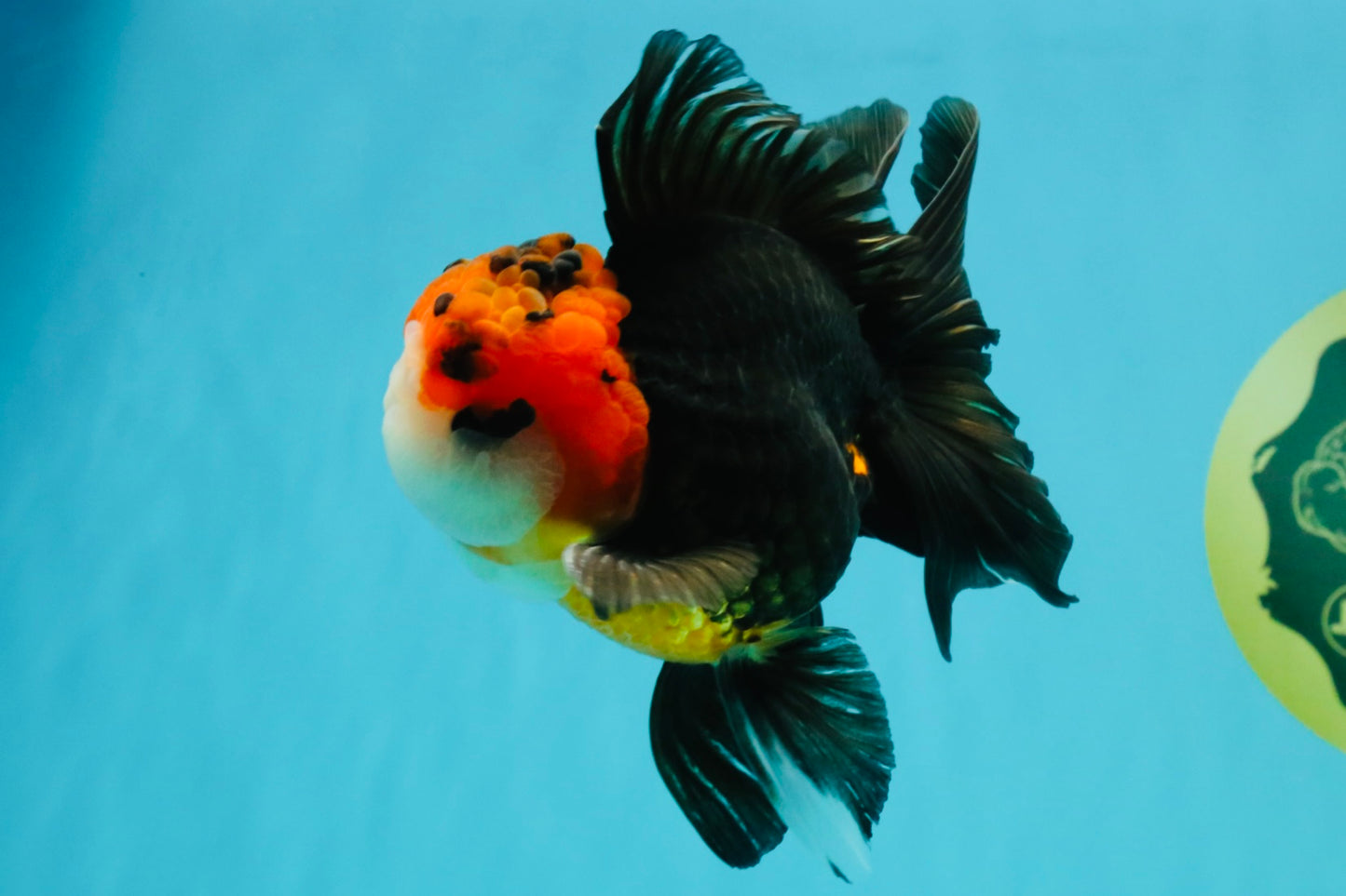Tricolor Button Eyes Oranda Male 5.5 inches #032026OR_15