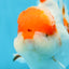 A Grade BIG WEN Kohaku Sakura Oranda Female 6-6.5 inches #091225OR_15