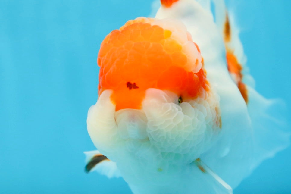 A Grade BIG WEN Kohaku Sakura Oranda Female 6-6.5 inches #091225OR_15