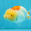 ADORABLE Orange White LionChu Female 4.5 inches #041026LC_18