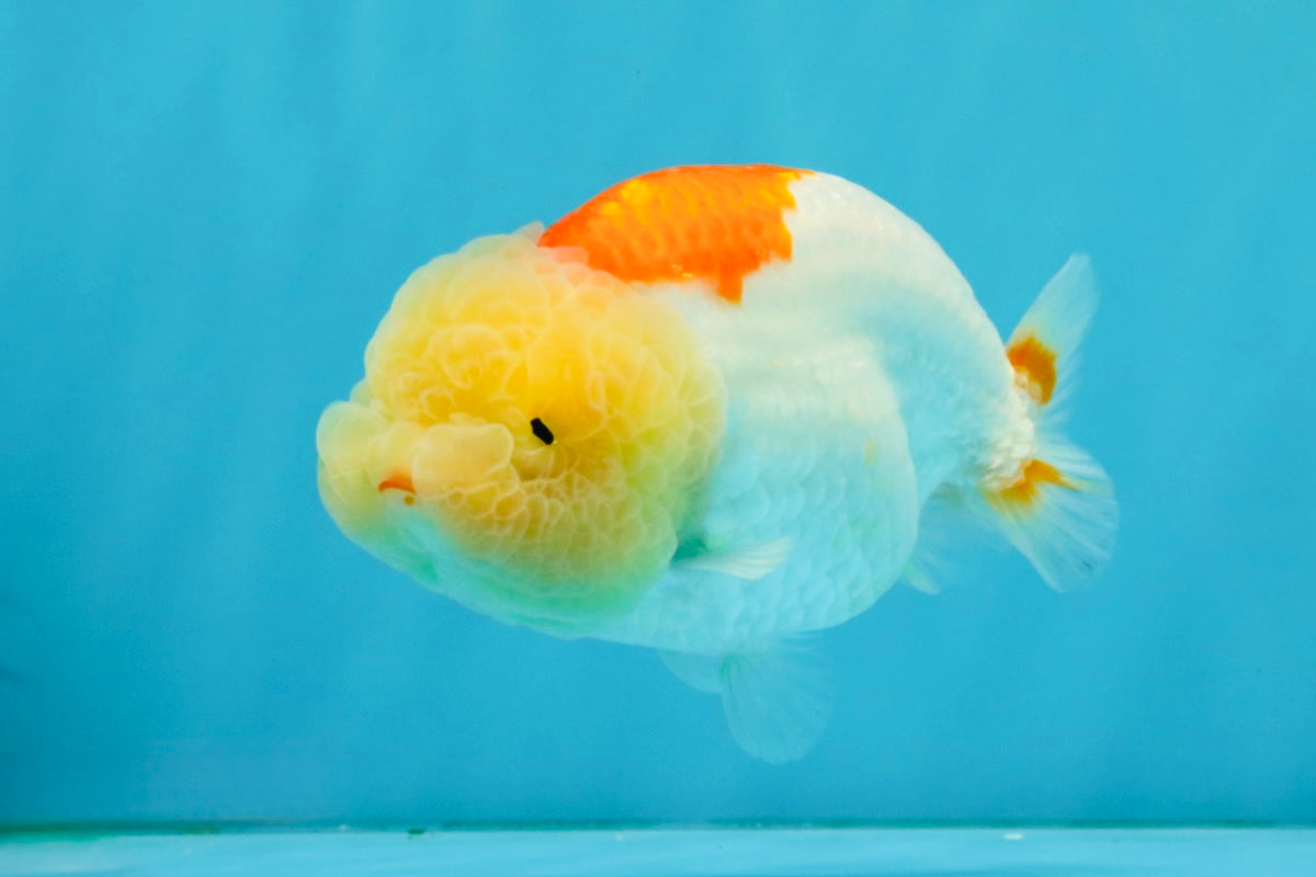 ADORABLE Orange White LionChu Female 4.5 inches #041026LC_18