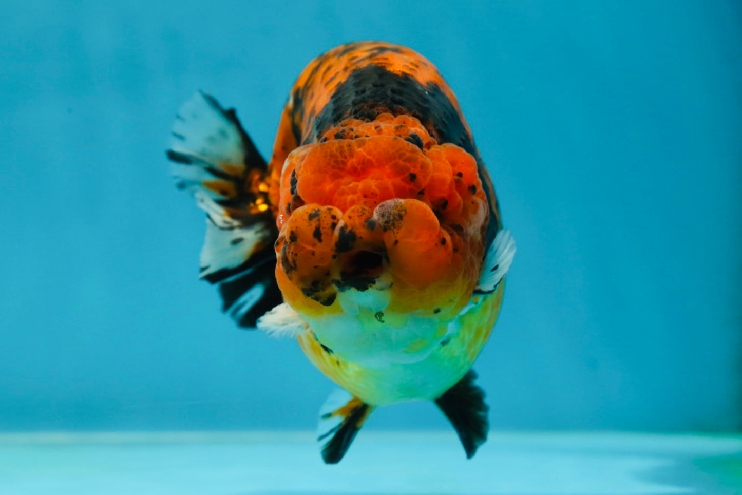 AAA Grade Tiger LionKing 5-5.5 inches #050925LC_05