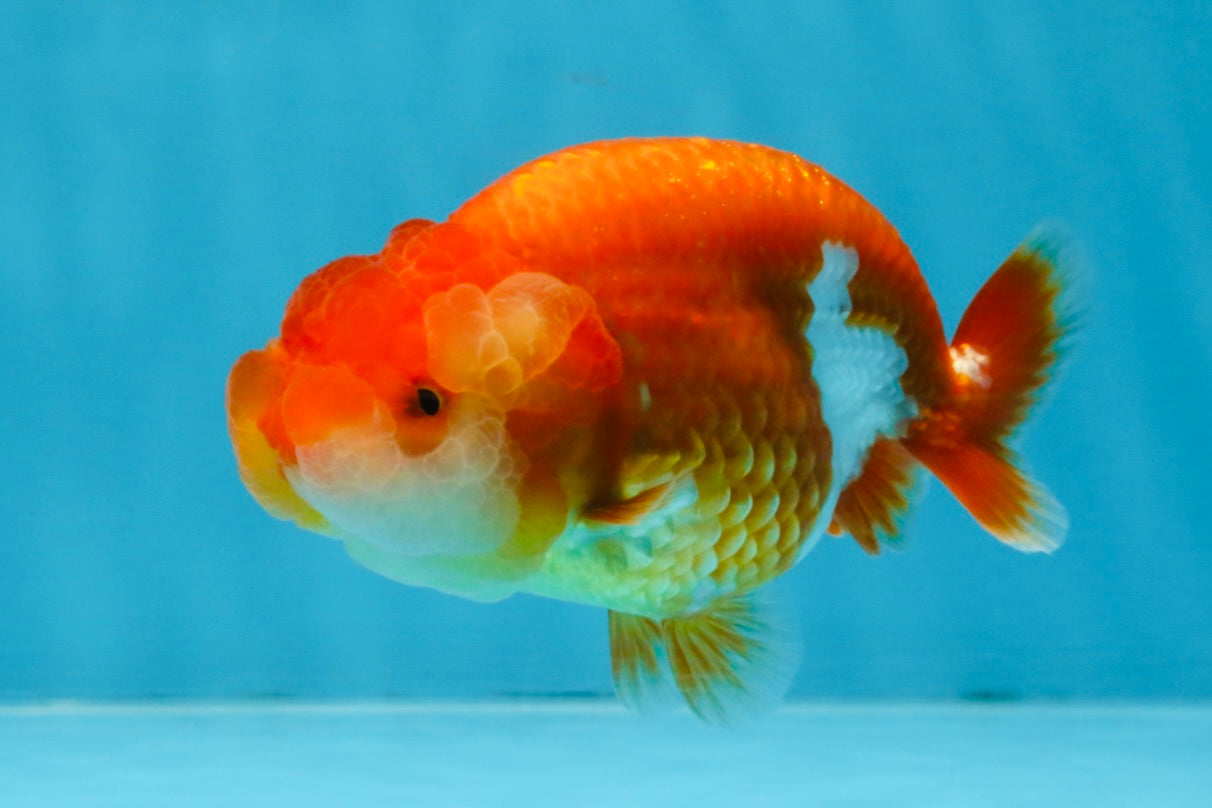 AAA Grade Red White LionQueen 4 inches #103125LC_29