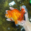 A Grade HAPPY Red White Oranda Female 5.5-6 inches #091925OR_11