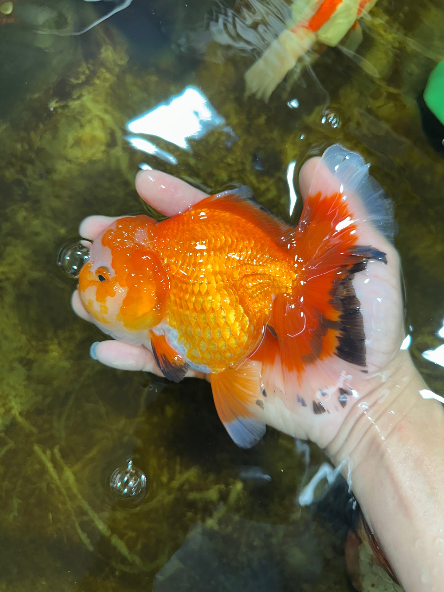 A Grade HAPPY Red White Oranda Female 5.5-6 inches #091925OR_11