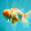 A Grade Sakura Oranda Male 6-6.5 inches #073126OR_17