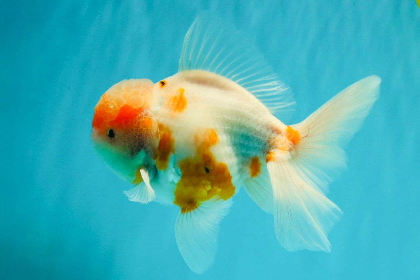 A Grade Sakura Oranda Male 6-6.5 inches #073126OR_17