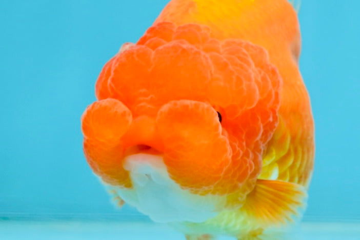 AAA Grade Young Red White LionQueen 4 inches #101025LC_04