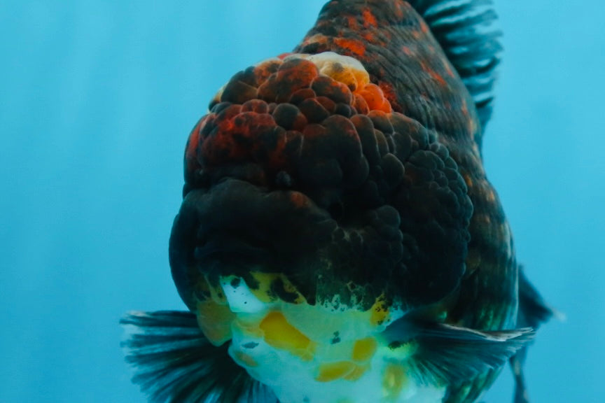 AAA Grade Godzilla Kirin Yuanbao Male 5.5 inches #082225YB_04