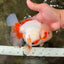 SUPER CUTE AAA Grade Red White Oranda Male 6-6.5 inches #080726OR_04