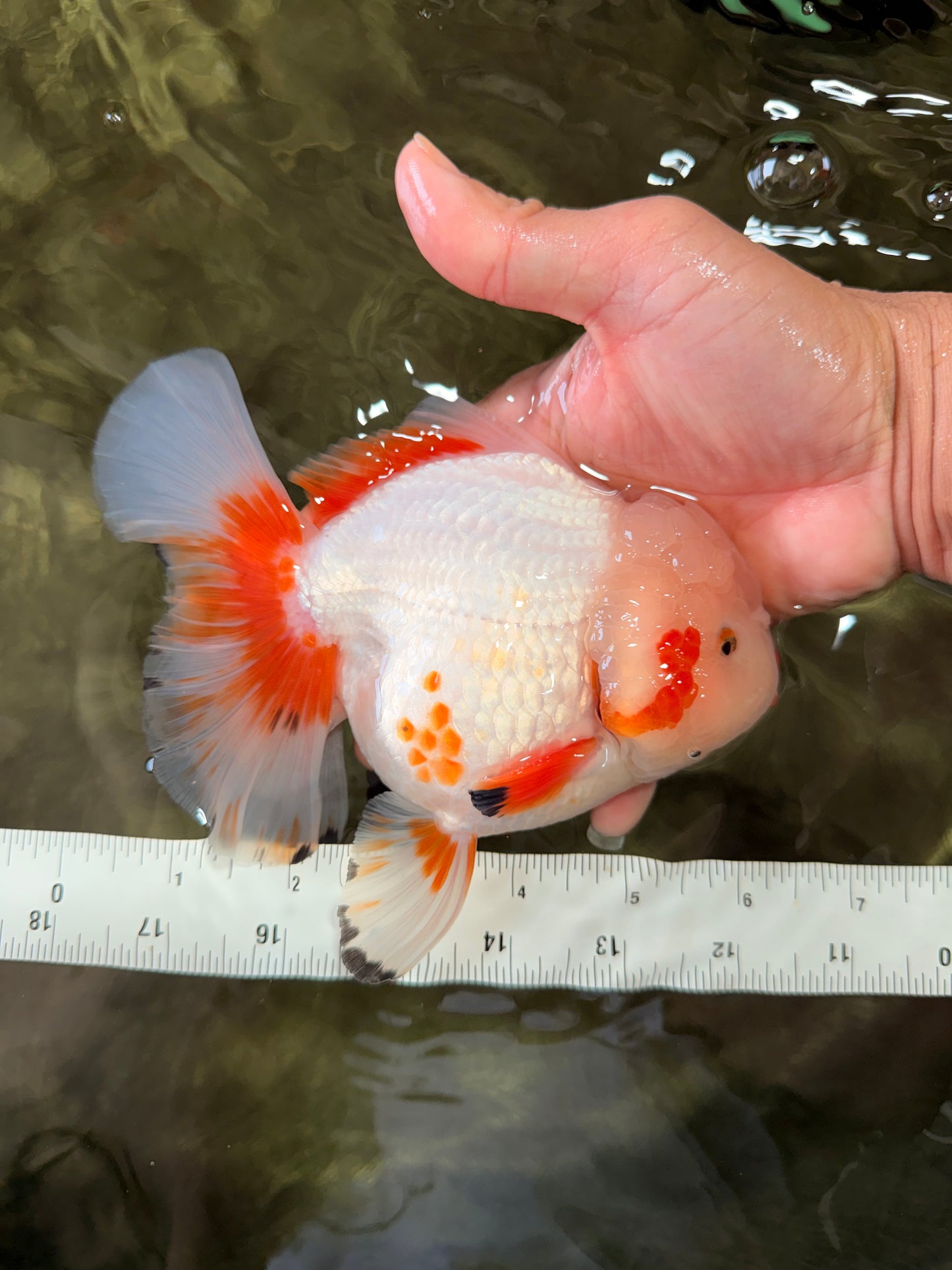 SUPER CUTE AAA Grade Red White Oranda Male 6-6.5 inches #080726OR_04
