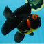 A Grade Apache Oranda Male 5 inches #081525OR_22