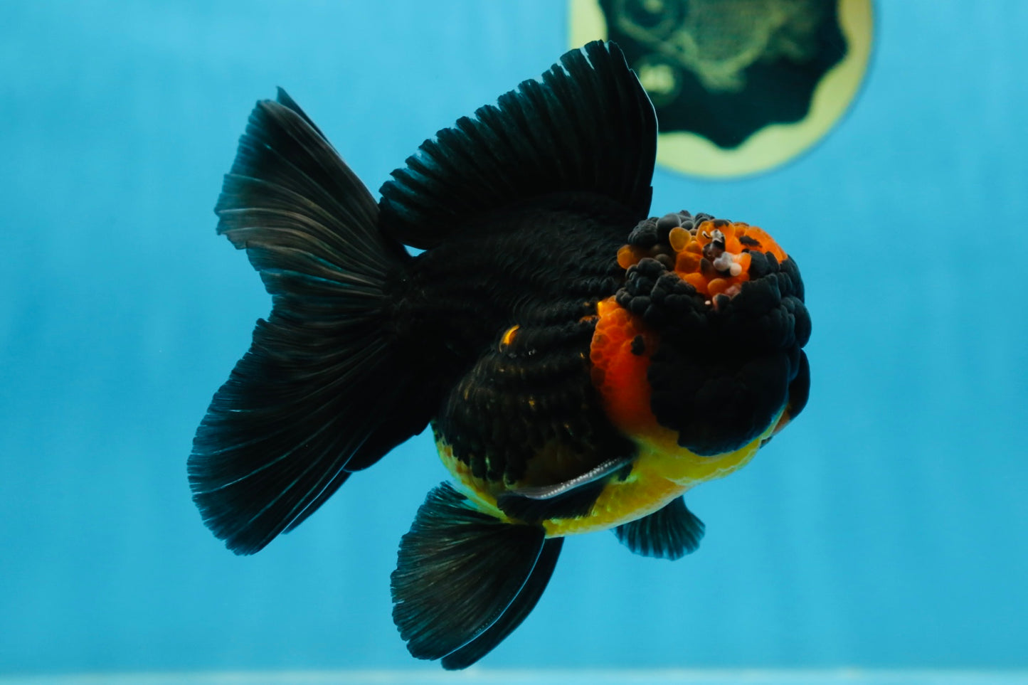 A Grade Apache Oranda Male 5 inches #081525OR_22