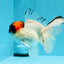 A Grade Tricolor Oranda Male 5.5 inches #030626OR_21