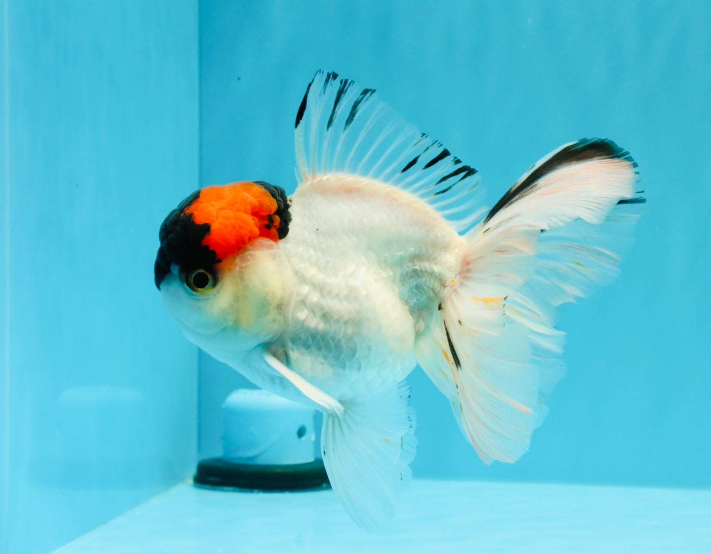 A Grade Tricolor Oranda Male 5.5 inches #030626OR_21