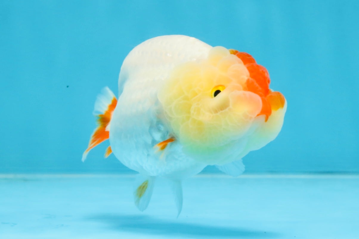 AAA Grade Red White LionQueen 4 inches #103125LC_28