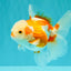 A Grade Kohaku Red White Oranda Female 5-5.5 inches #102326OR_06