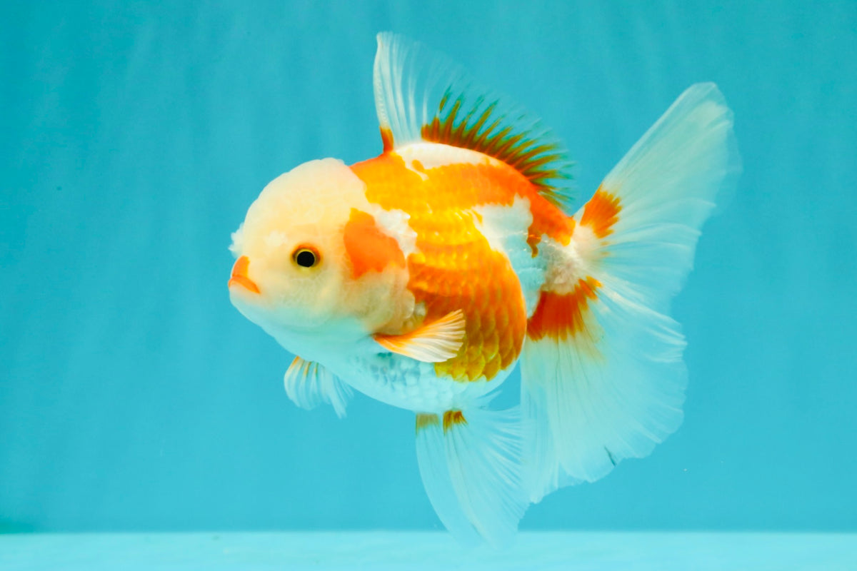 A Grade Kohaku Red White Oranda Female 5-5.5 inches #102326OR_06