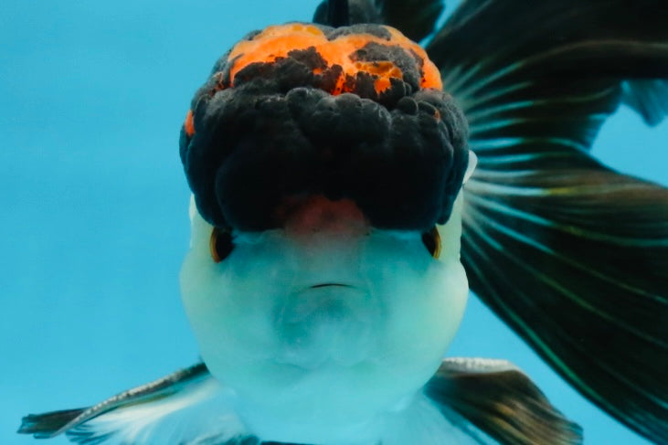 Lava Tricolor Oranda Male 5-5.5 inches #053025OR_20