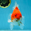SUPER CHONKY A Grade Sakura Oranda Male 5.5-6 inches #120525OR_03