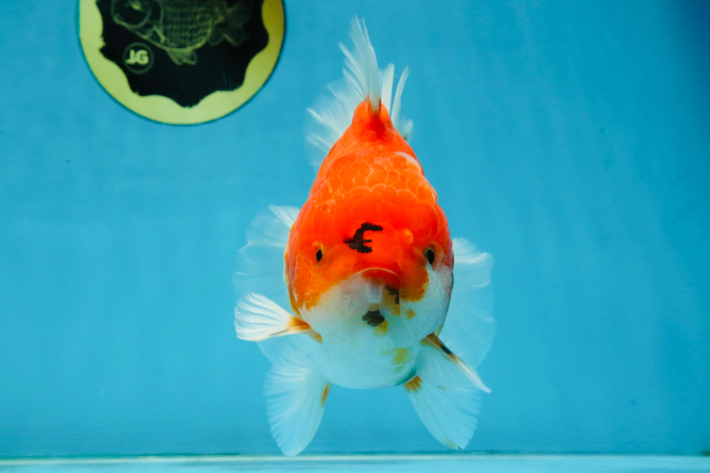 SUPER CHONKY A Grade Sakura Oranda Male 5.5-6 inches #120525OR_03