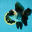A Grade Panda Oranda Male 5 inches #050225OR_09