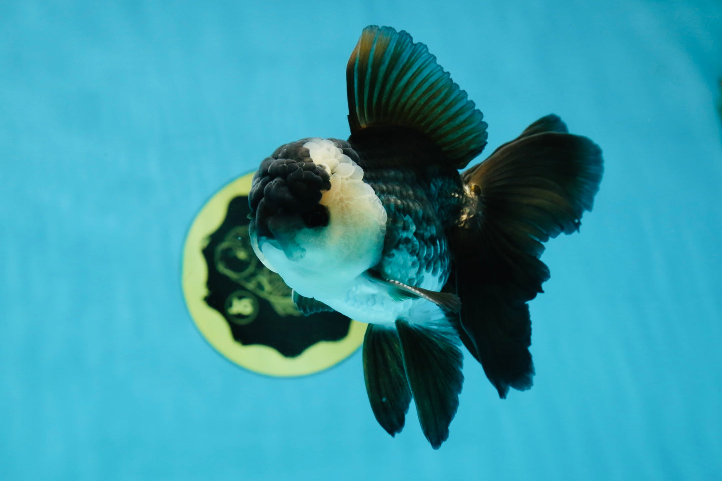 A Grade Panda Oranda Male 5 inches #050225OR_09