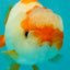 Red White Kohaku Lionchu Female 3.5-4 inches #1018LC_02