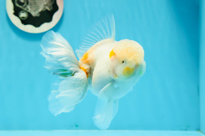 AAA Grade Marble Snow Rose Tail Thai Oranda Male 4.5 inches #1208OR_05