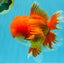TOMATO AAA Grade Red White Oranda Male 6.5 inches #022026OR_05
