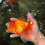 Red White Oranda Male 6 inches #090426OR_11