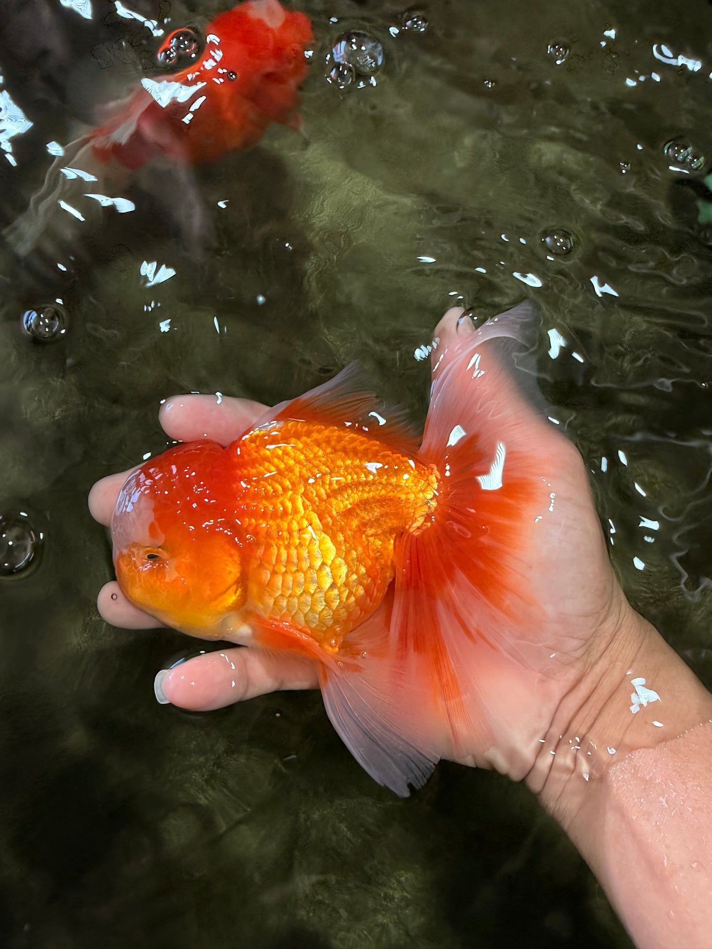 Red White Oranda Male 6 inches #090426OR_11