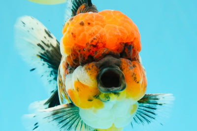 GIANT SUPER AAA Grade Godzilla Kirin Calico Oranda Male 6.5-7 inches #030626OR_06