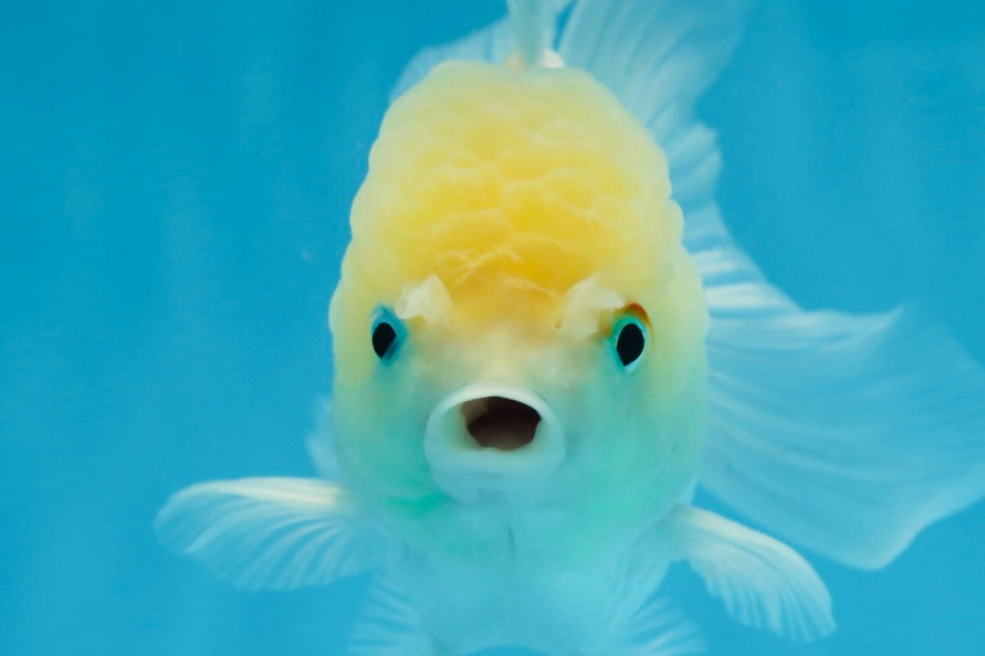 A Grade BEAUTIFUL White Oranda Male 5 inches #072525OR_14