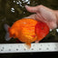 BIG CHEEK AAA Grade Super Hybrid Buffalo Red Ranchu Male 6 inches #100226RC_21