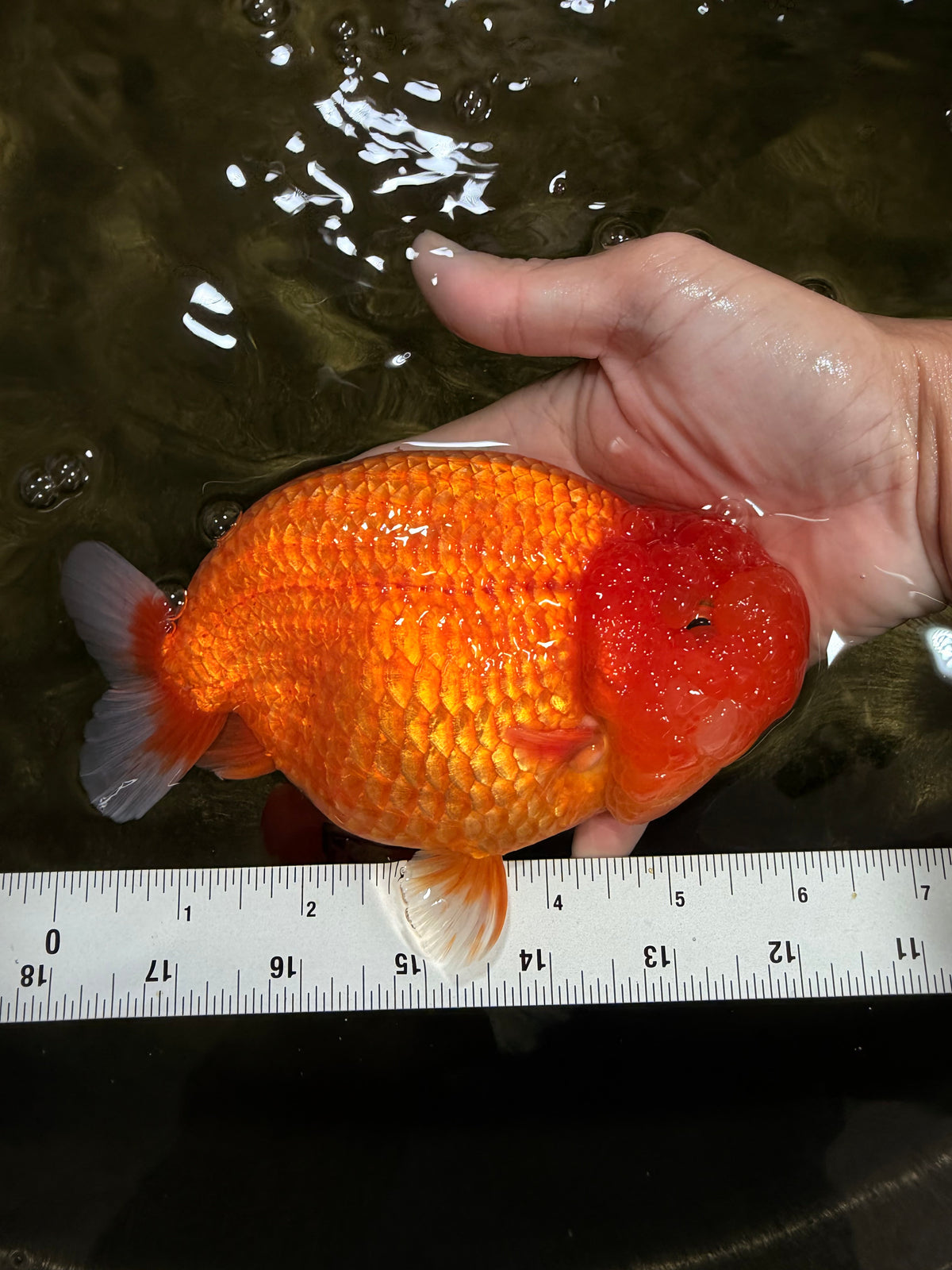 BIG CHEEK AAA Grade Super Hybrid Buffalo Red Ranchu Male 6 inches #100226RC_21